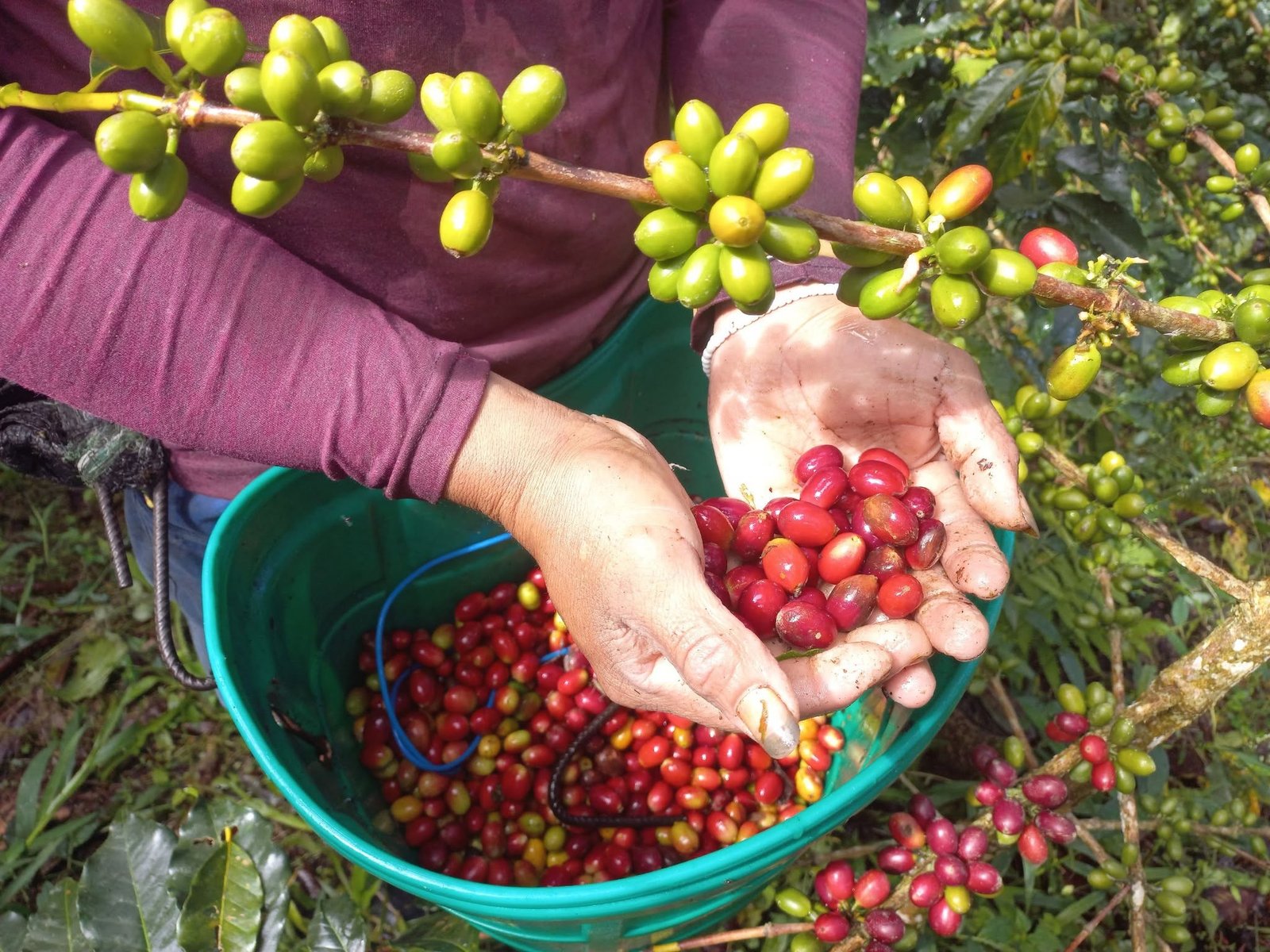 Plantación