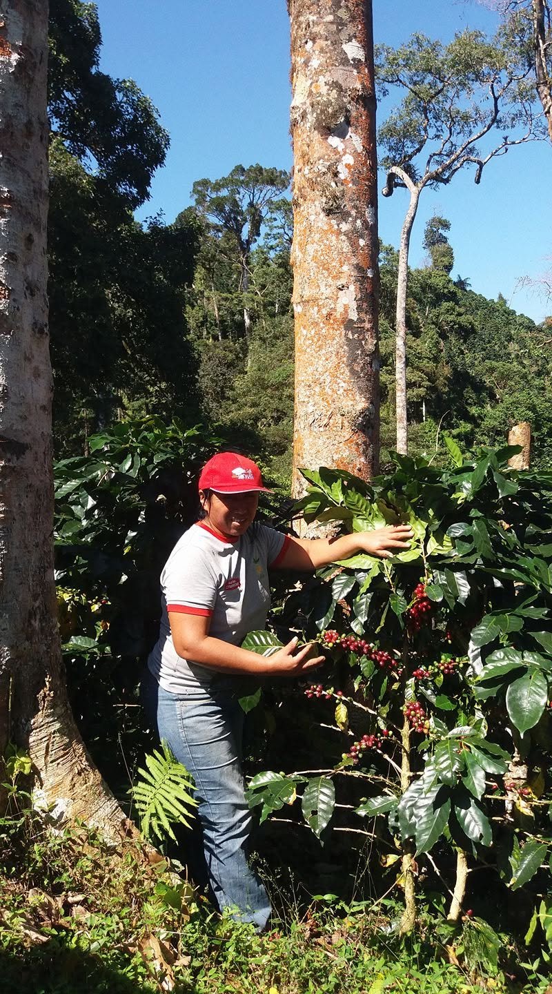 Café de Especialidad Tonkari